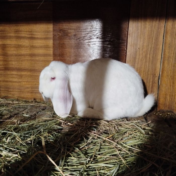 Кролики Французький баран