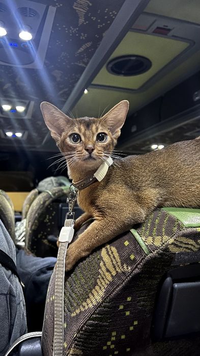 Абиссинский котенок - ключик к Вашему сердца