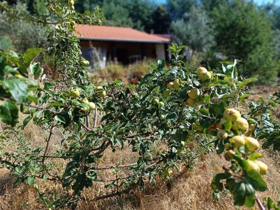 VENDA Quinta de 1,4 ha com casa de Arrumos em Vale de Prazeres, Portugal - 119.000€