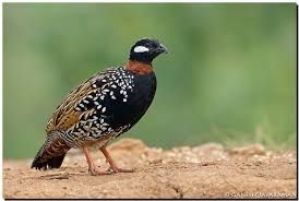 Faisão varias espécie