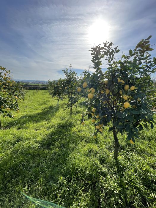 Limão  Nacional Biologico