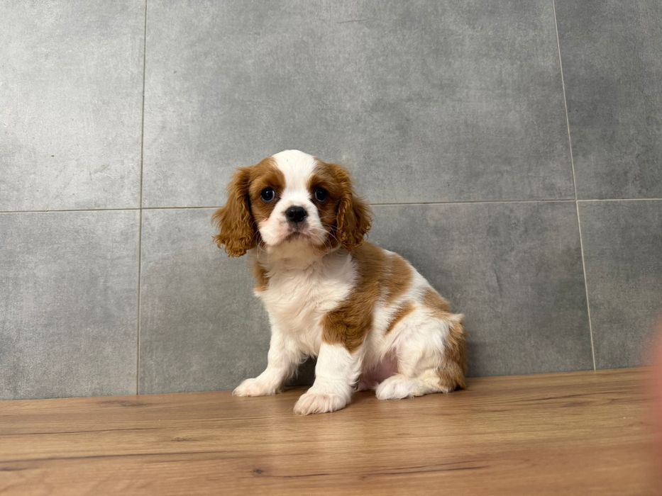 Cavalier King Charles Spaniel z rodowodem