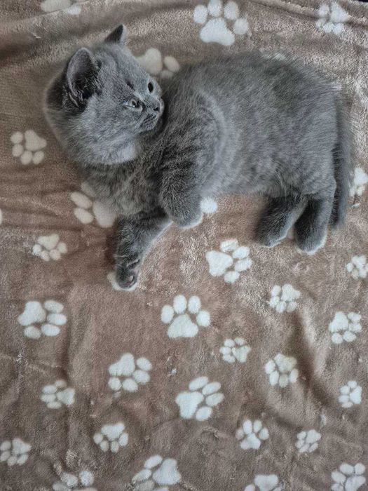 Gatinho Scotish Straight