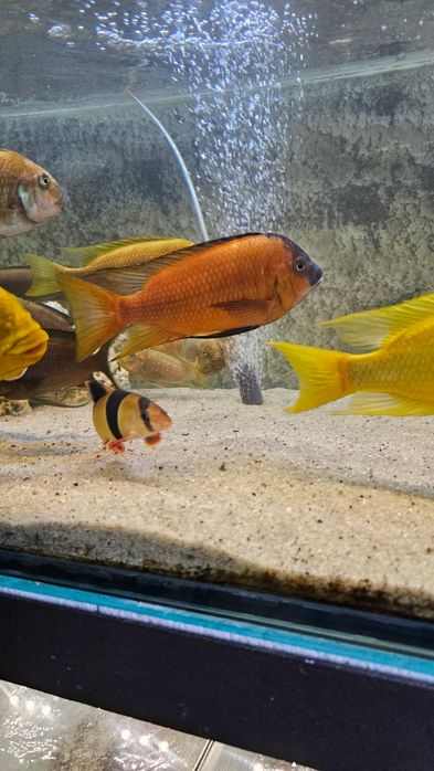 Petrochromis Red Bulu point 8-10 cm