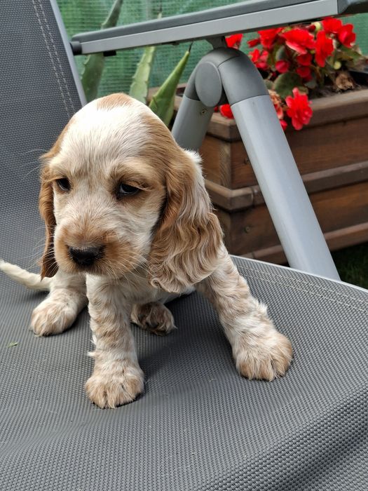 Cocker Spaniel Angielski.