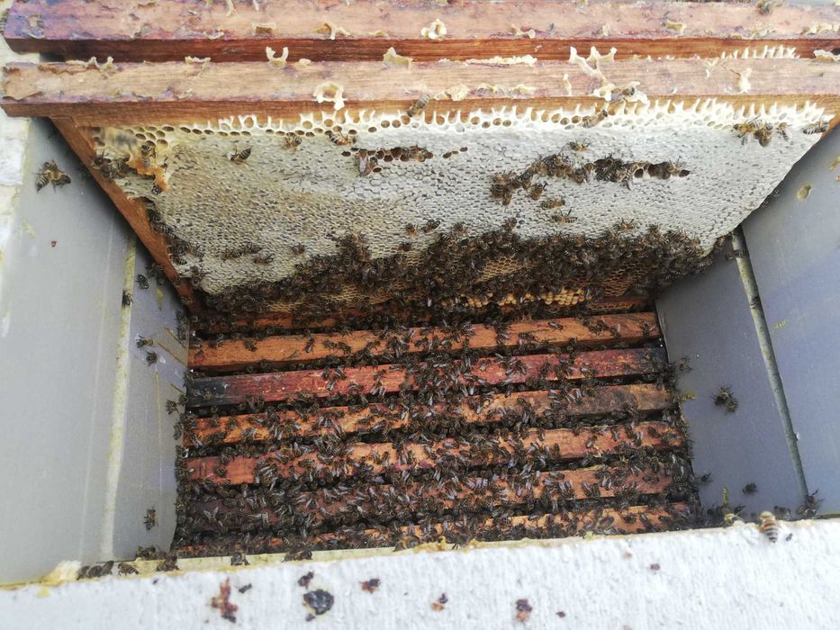 Лісовий мед Чорноклен, липа квіти. мед з чебрецю, гречки.Мёд лесной