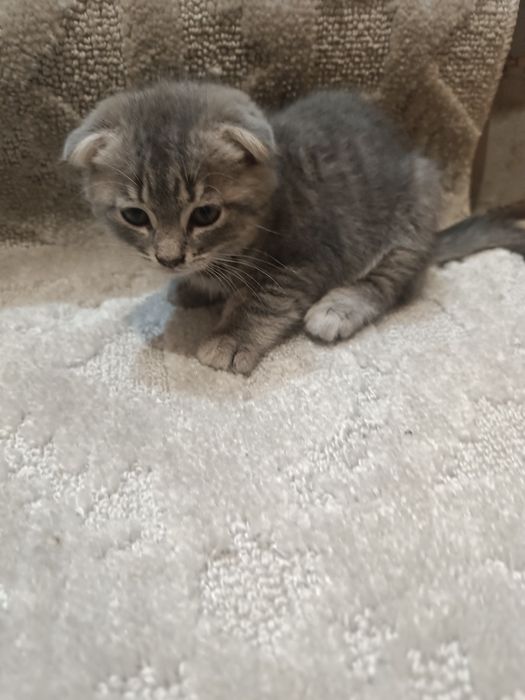 Котята веслоухие