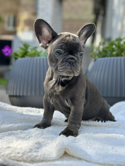 Щенки французского бульдога