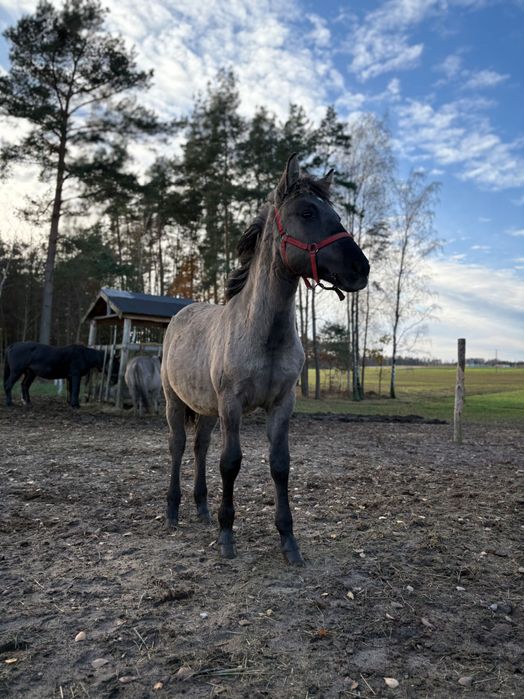 Klacz Konik Polski