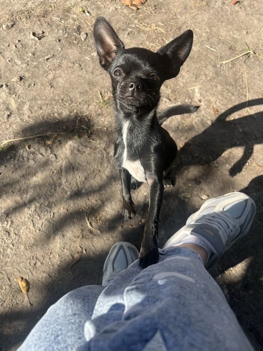 Малышка чихуахуа ищет любящую семью