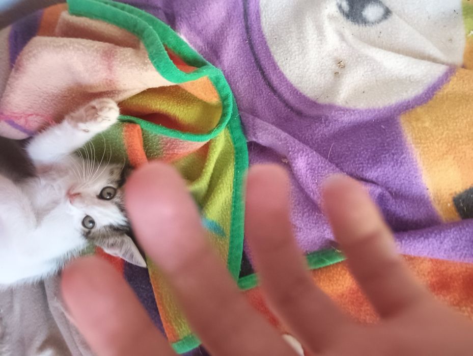 (Adoção responsável) Um olhar doce à espera de carinho