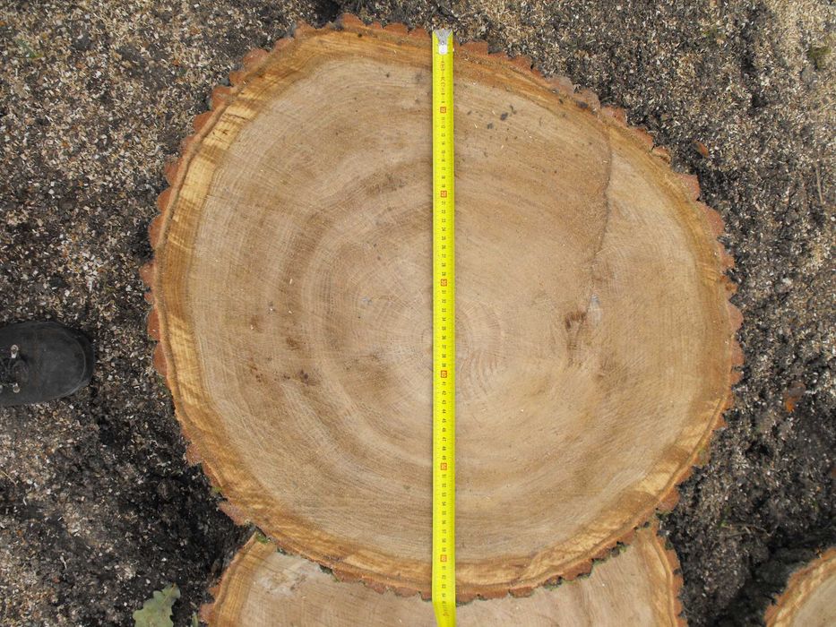 Plastry dębowe 70 cm.