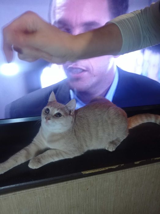 Продам Британських кошенят