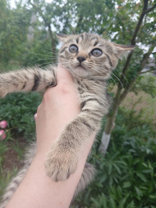 Віддам кошеня в добрі руки