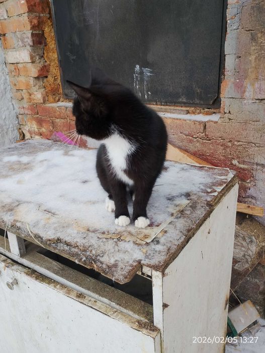 Oddam kociaka za darmo