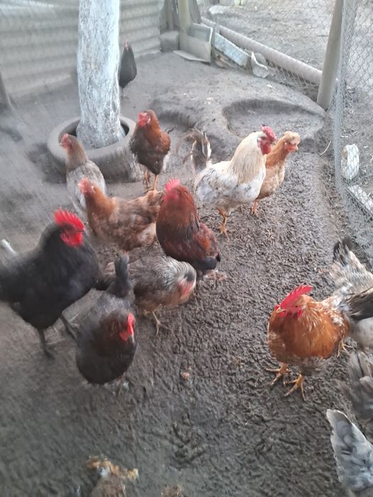 Продам домашні інкубаційні яйця