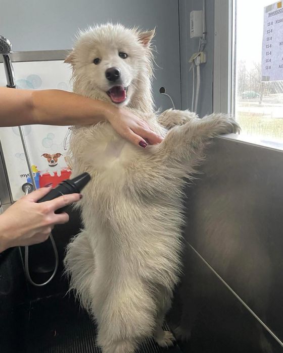 Samoobsługowa myjnia dla psów