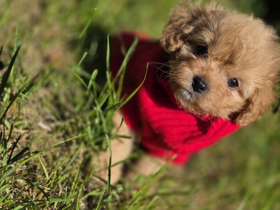 Cavapoo suczka do odbioru badania genetyczne