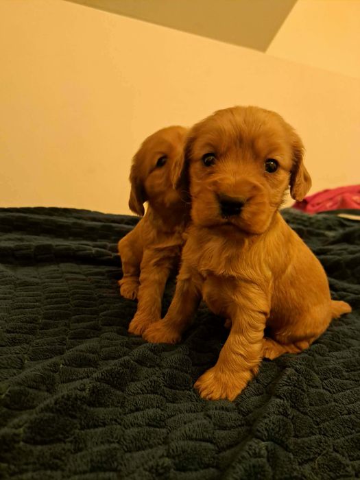 Samica  cocker spaniel