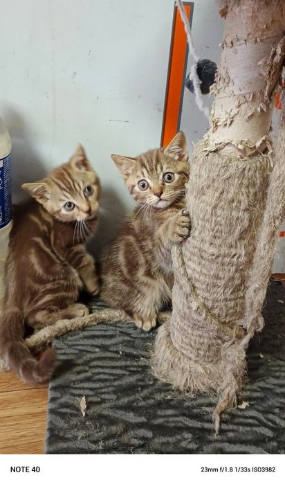 очаровательные котята