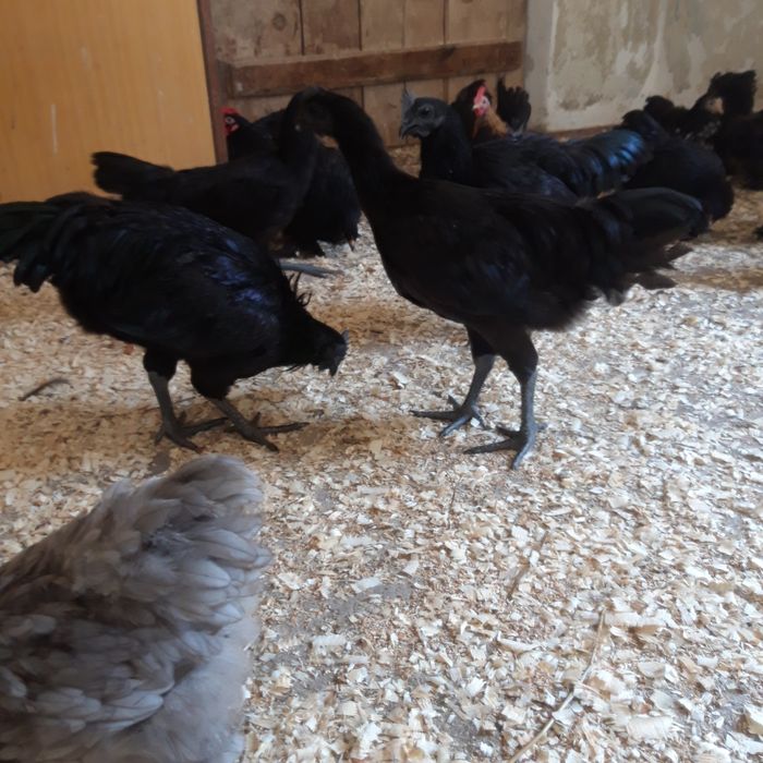 Ayam cemani  koguty