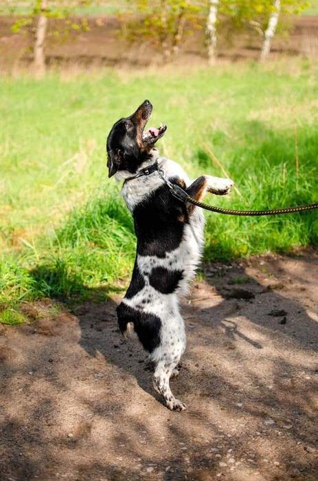 Młody pies szuka domu