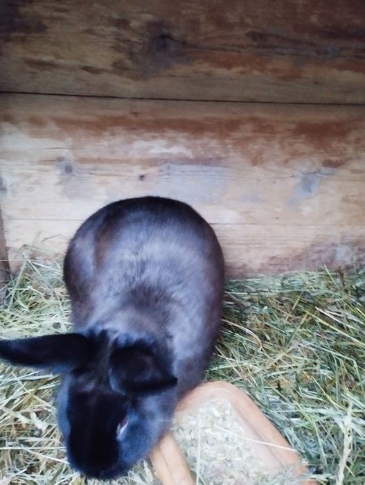 Królik kuna wielką brązowa (KWB) samiec