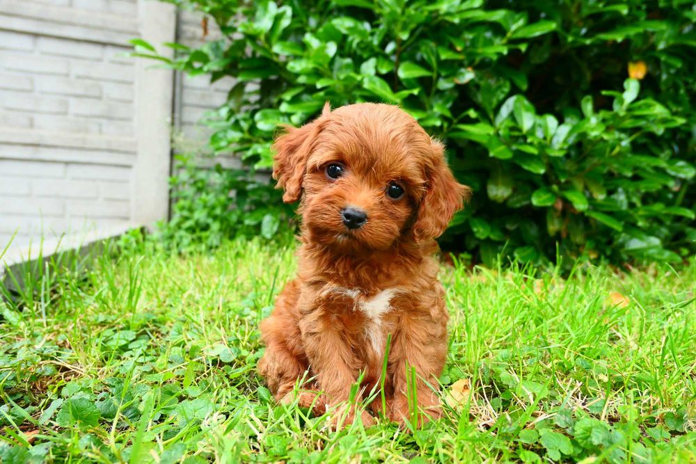 Cavapoo- Piękna zdrowa suczka- Badania genetyczne!
