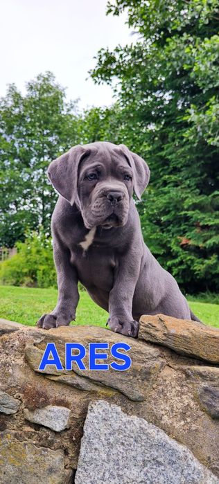 Cane Corso Italiano GOTOWE DO ODBIORU Rodowód Chip