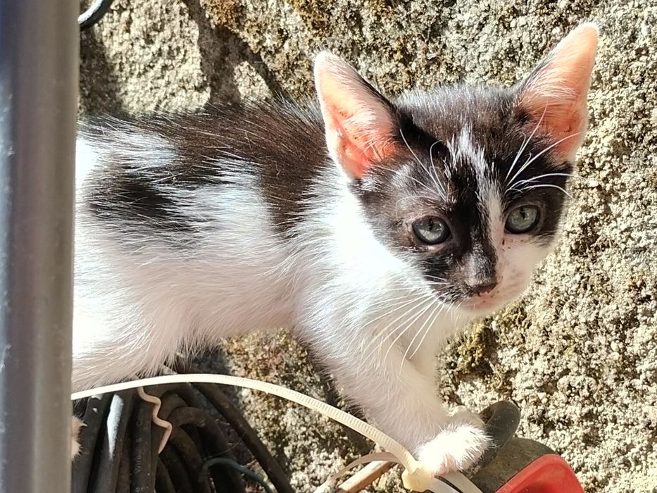 Gatinhos para adoção