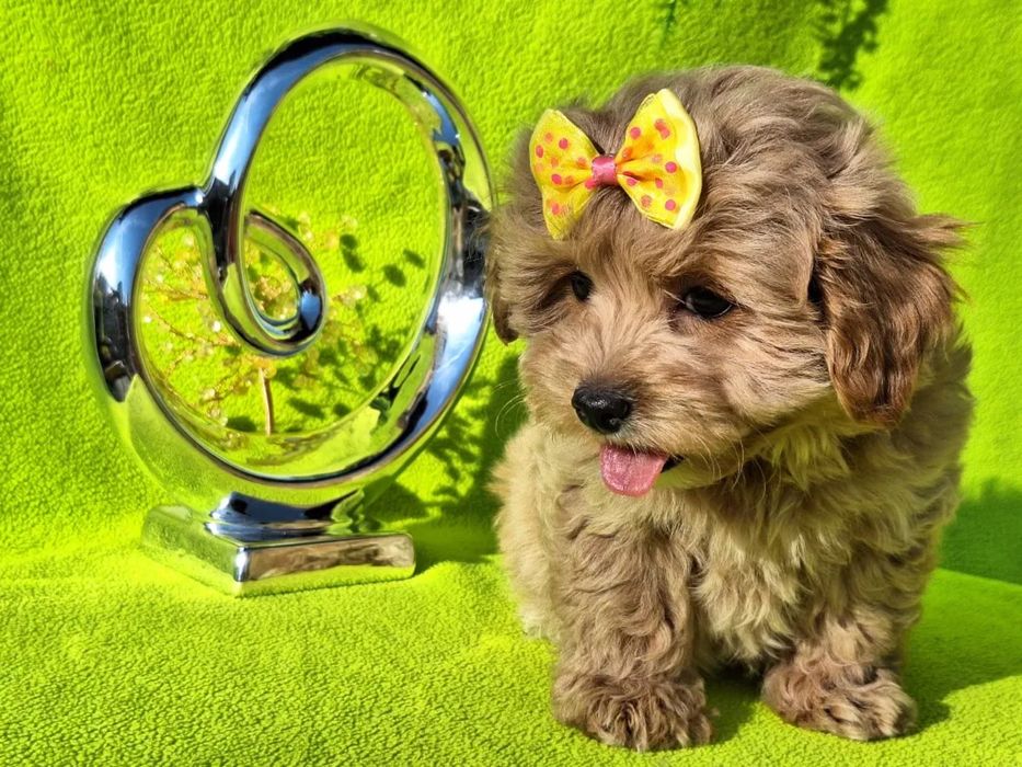 Дуже мила дівчинка Мальтипу, є паспорт, зроблено усі прививки за віком