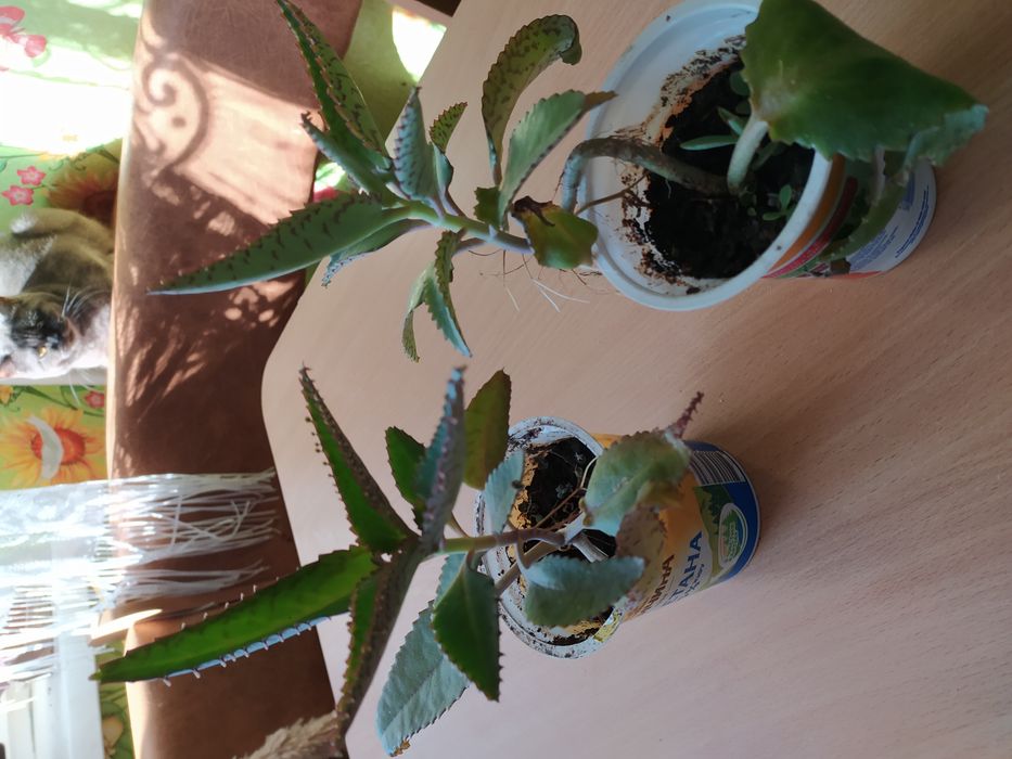 Продам каланхоэ