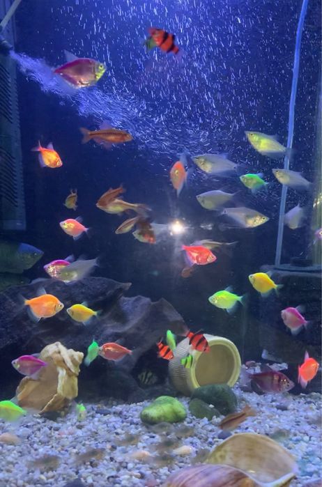 Акваріумні рибки