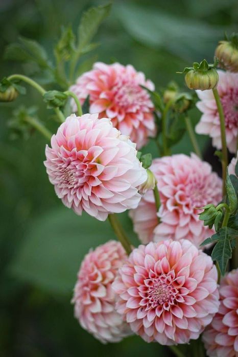 Поділки сортових жоржин