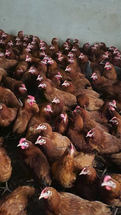 Kury nioski Rosa Leghorn Messa z pierwszym jajkiem. Dowóz Gratis.