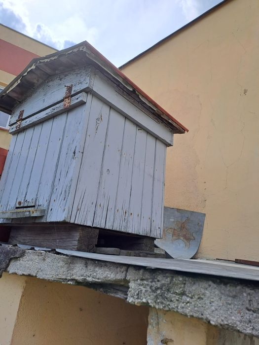 Ul warszawski bez pszczół
