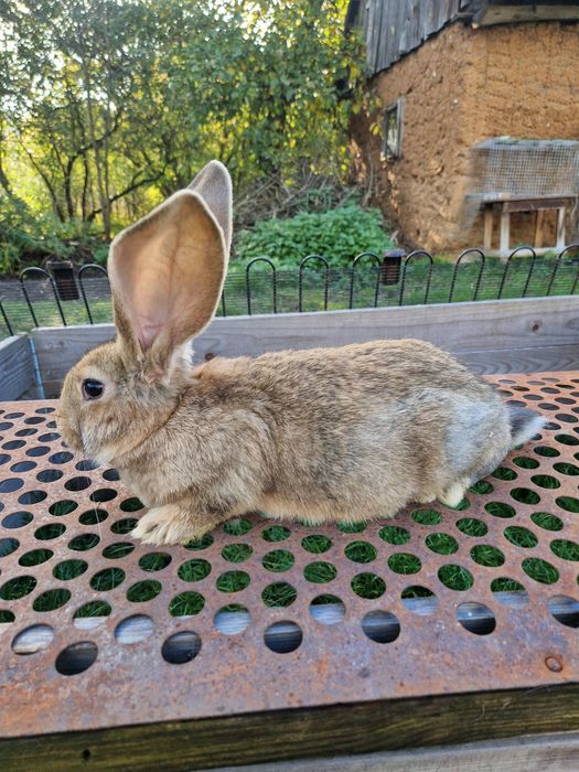 Olbrzym Belgijski młode