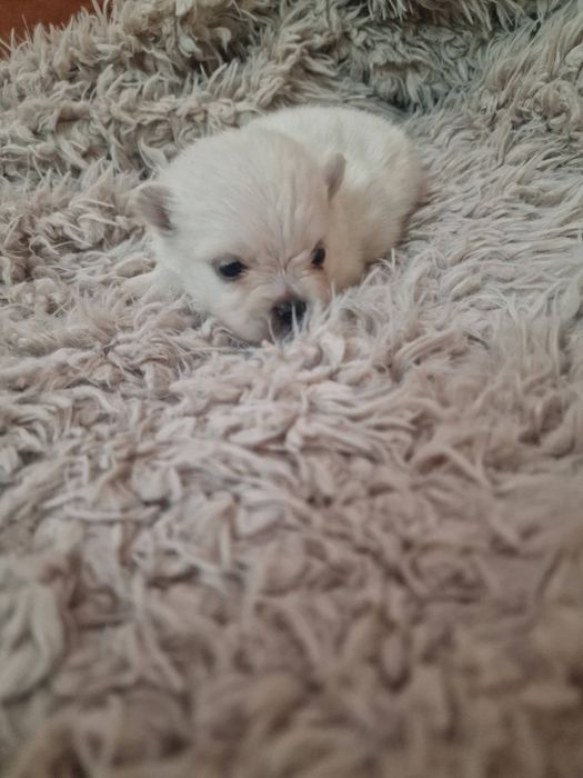 Spitz Alemão Anão Menino
