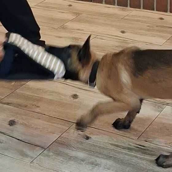 Owczarek Belgijski Malinois FCI