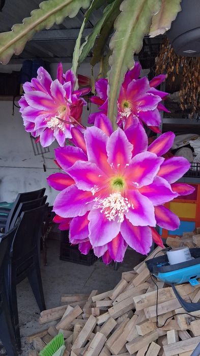 cacto epiphyllum