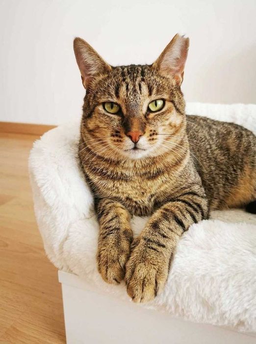 Setúbal / Margem Sul / Lisboa — PIPPO, gatinho para adoção