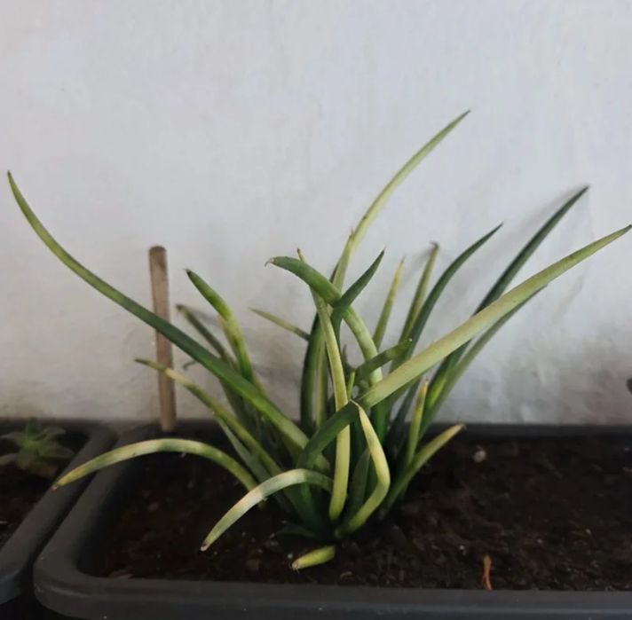 Suculenta Sansevieria variegata