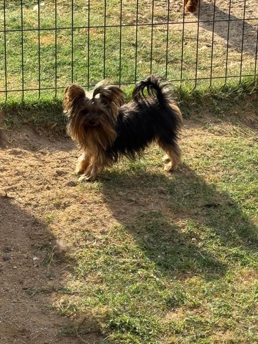 Yorkshire Terrier Fêmea Adulta com Lop