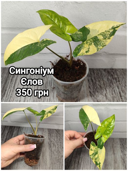 Сингоніум Жаде, Екліпс, Полуничний Лід, Мотленд, Єлов, Вендланда, Мілк