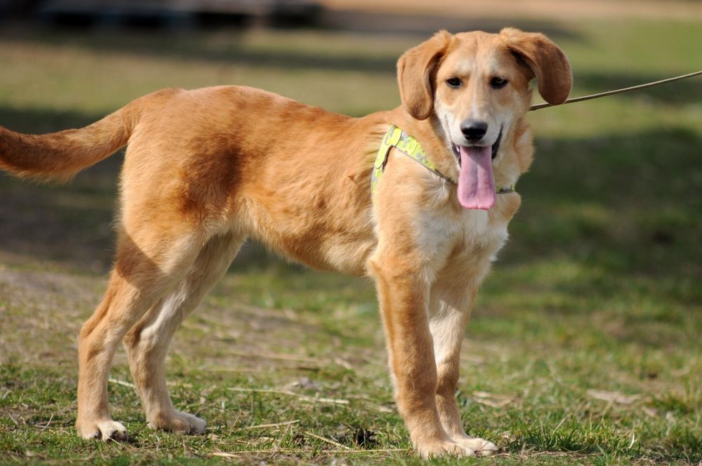 Крупный красавчик Арман готов ехать домой