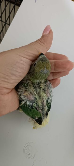 Aves para acabar de criar a mão, adultos ou domesticados.