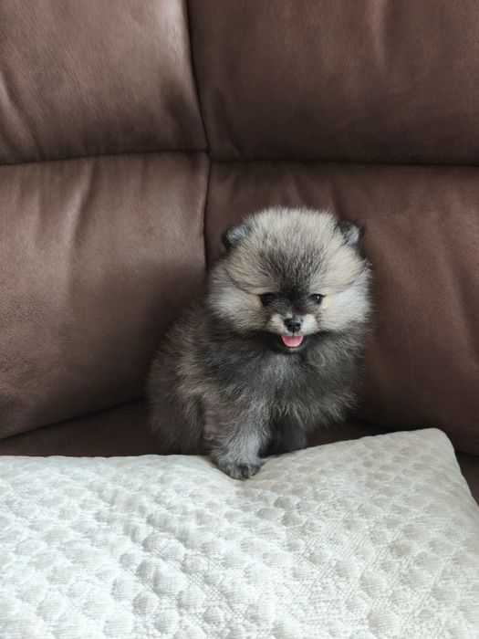 Szpic miniaturowy Pomeranian suczka