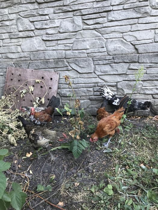 Продам карликових півників петухів бентамки