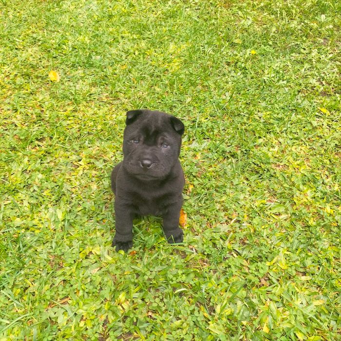 She pei fêmea negra