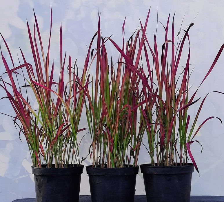 Imperata red baron